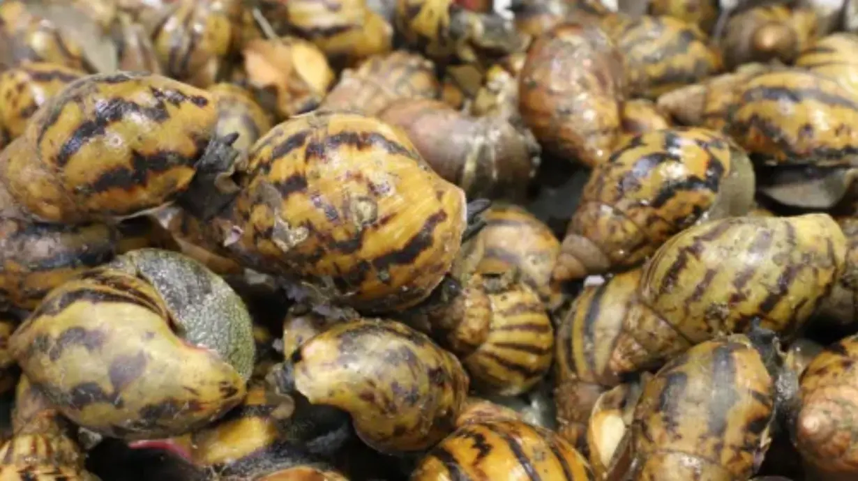 90 giant African snails 'intercepted' at Detroit Metropolitan Airport