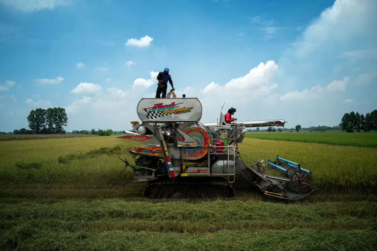 FILE PHOTO: Rice farmers in Chainat province, Thailand