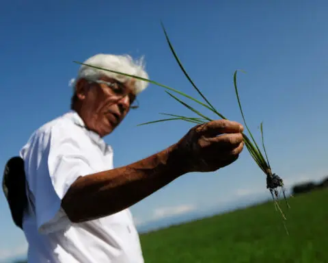 Venezuela's rice, corn production rise as buyers loan farmers supplies