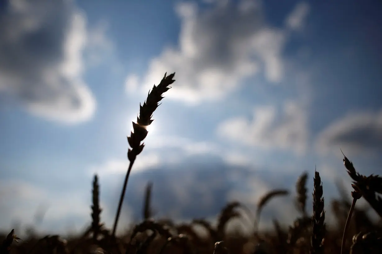 FILE PHOTO: A stalk of soft red winter wheat is seen on a farm in Dixon, Illinois