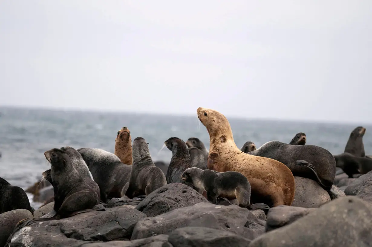 FILE PHOTO: Fur seals are pictured in Alaska