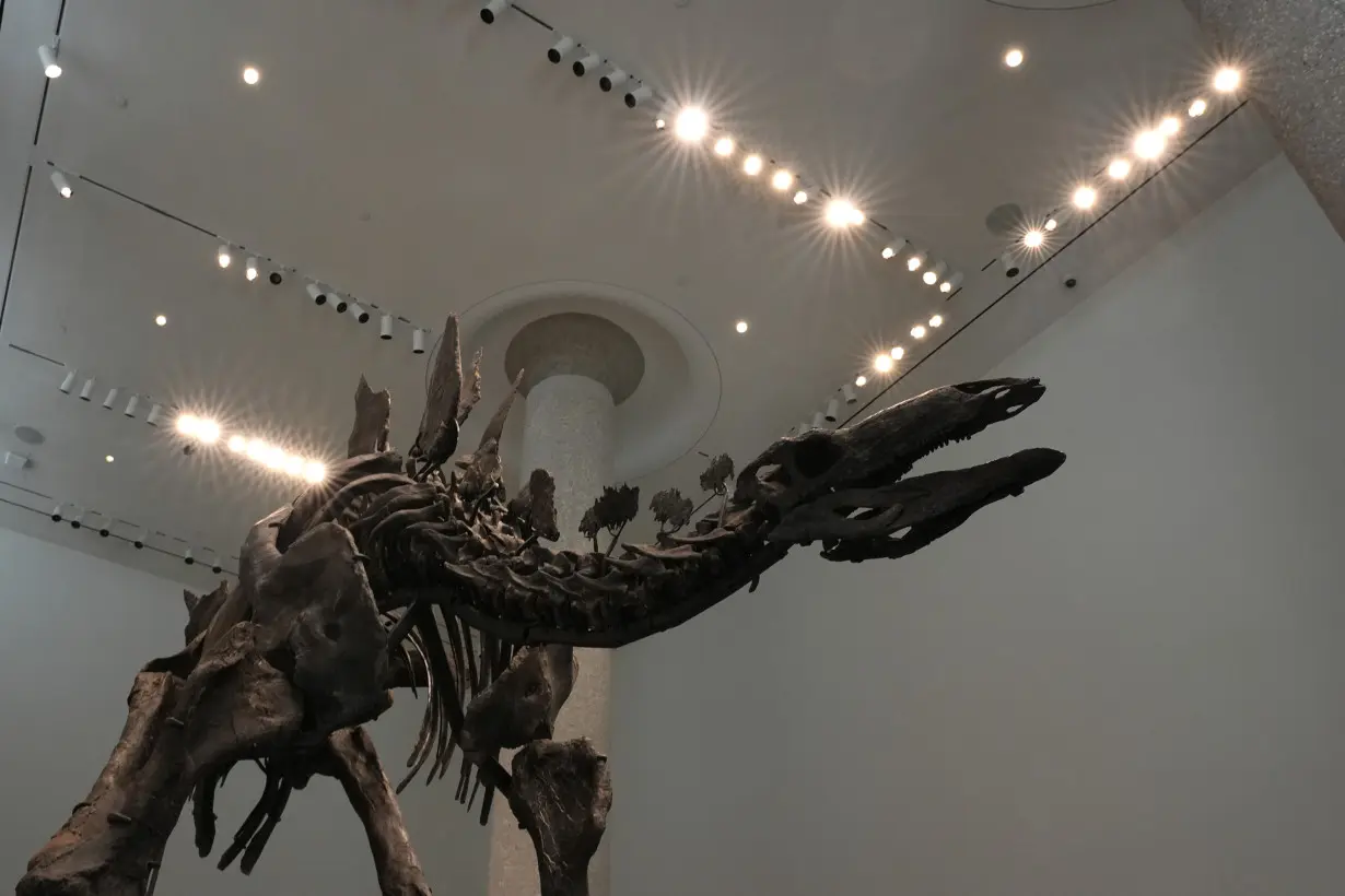 Sotheby's Stegosaurus Dinosaur