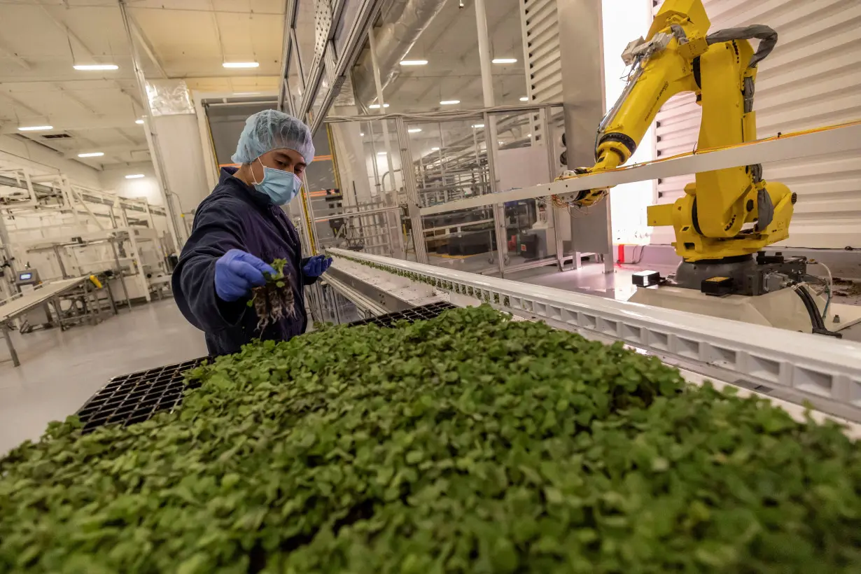 FILE PHOTO: Plenty indoor vertical farm in South San Francisco, California