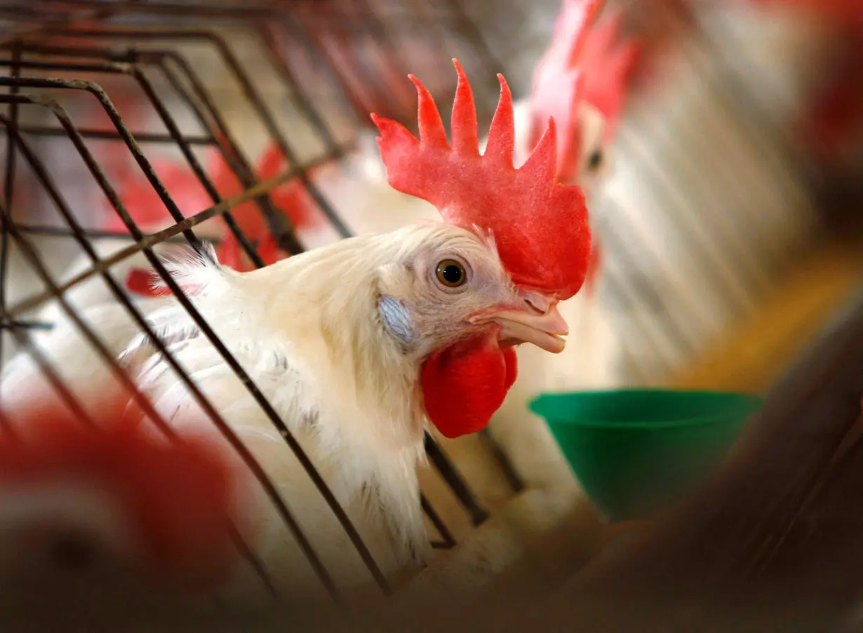 FILE PHOTO: Caged hen feeds at egg farm in San Diego County