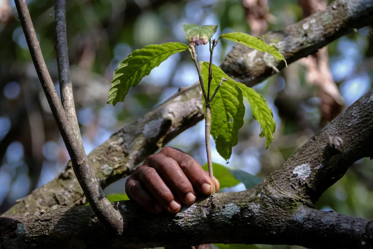 FILE PHOTO: Field worker inspects cocoa trees infected by swollen shoot disease in Ghana