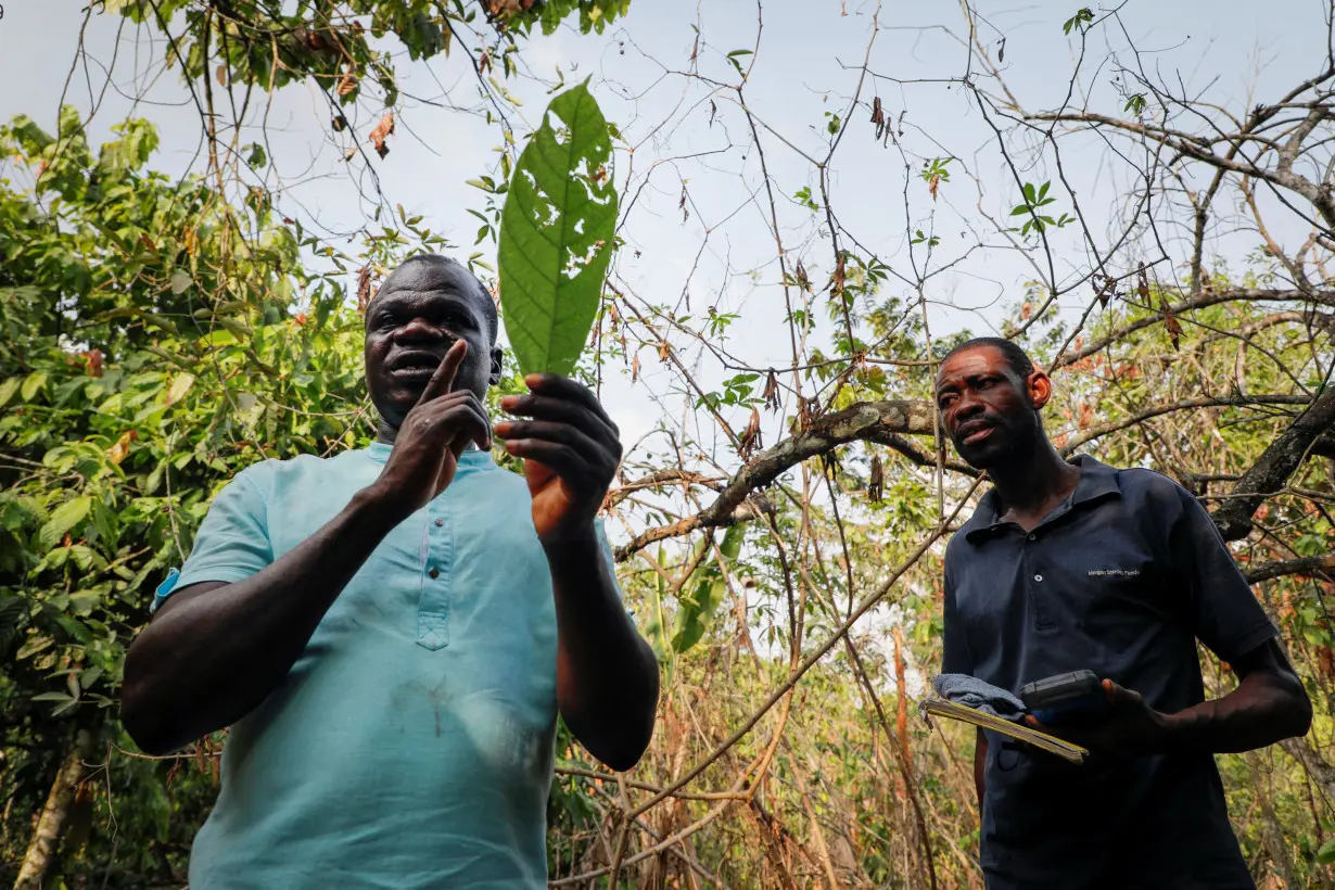 Major Ghana cocoa region 81% infected with bean disease - ICCO