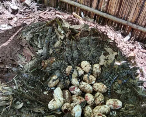 106 rare crocodile eggs are found in Cambodia, the biggest such discovery in 20 years