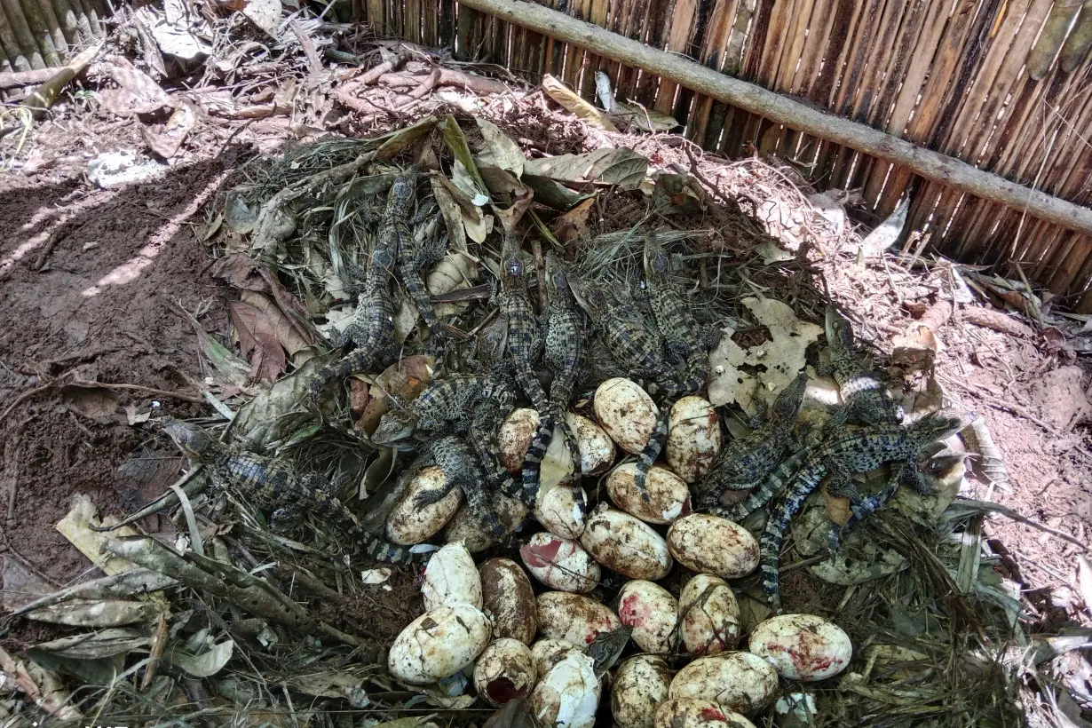 Cambodia Crocodiles