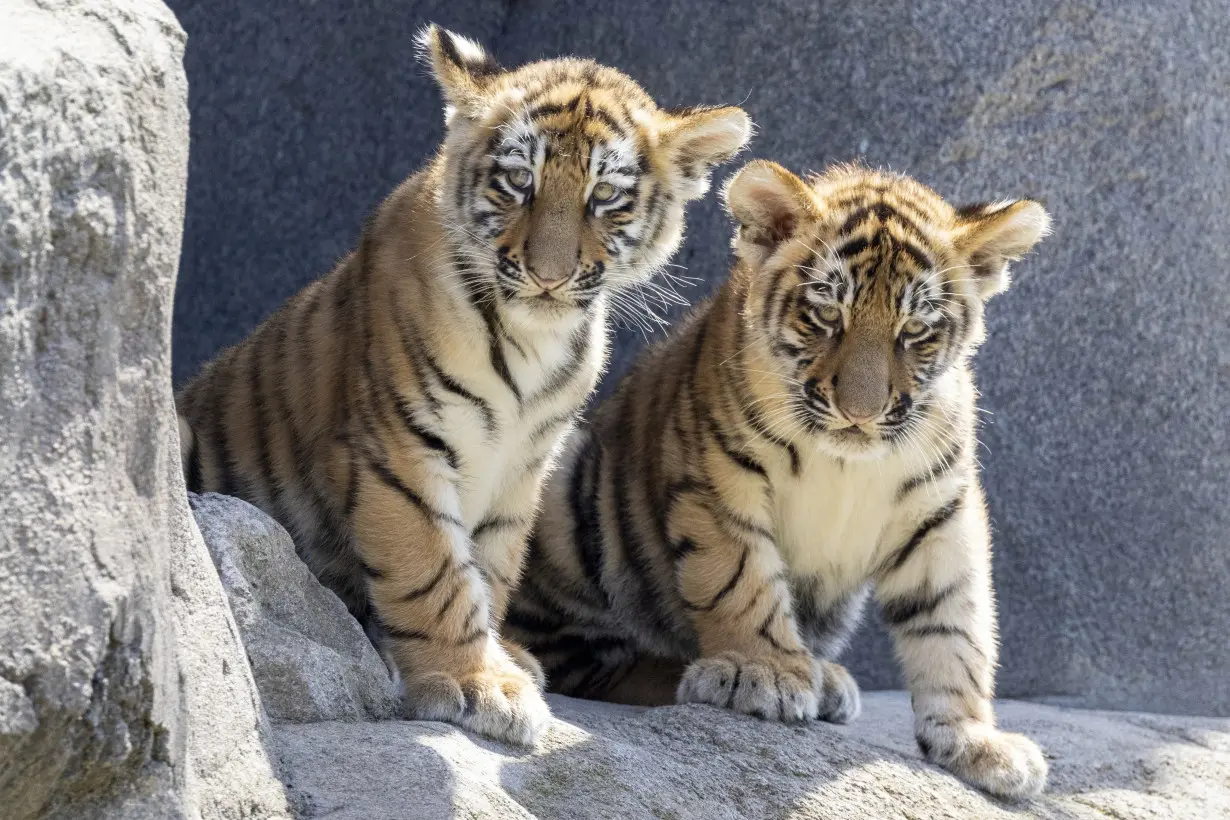 Germany Tiger Cubs