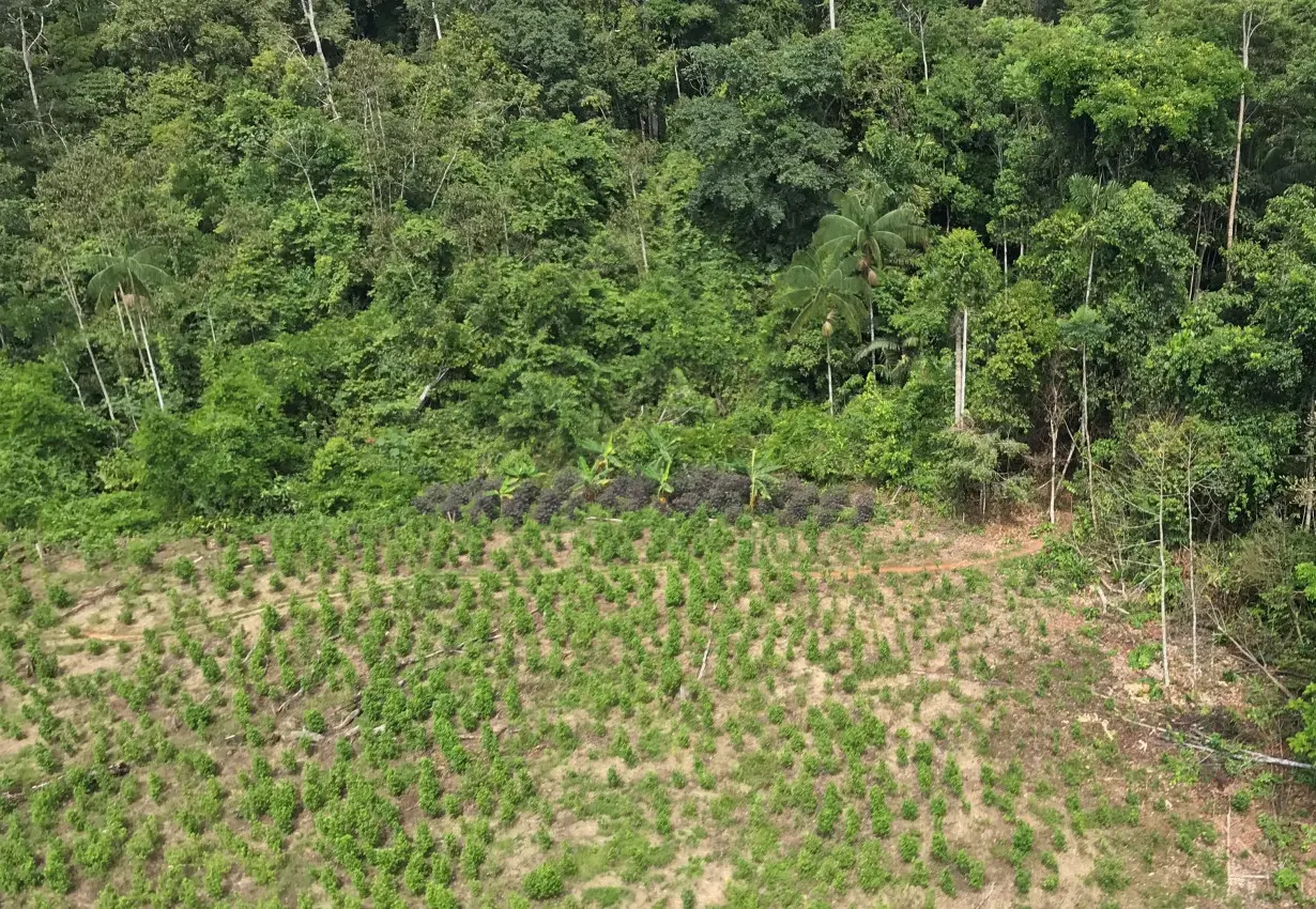 FILE PHOTO: An ariel view of cocaine plantation in Caballococha