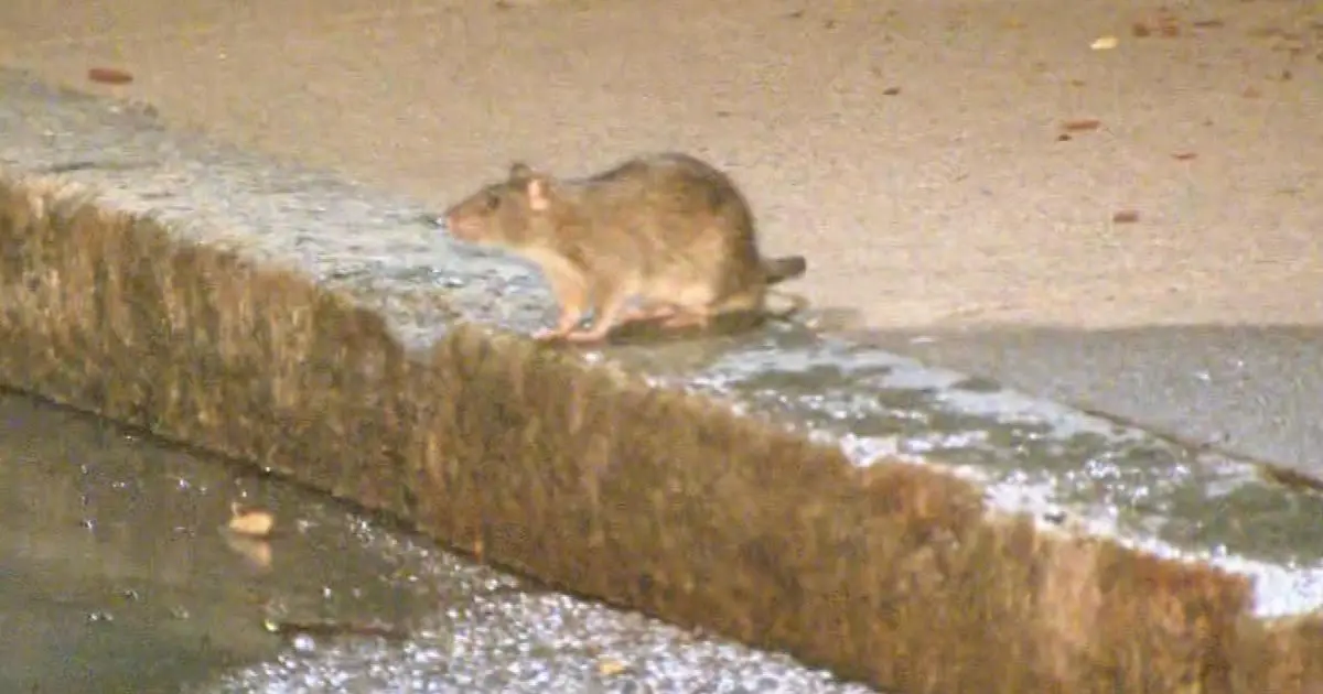 Boston releases rat action plan to tackle city's rodent issue