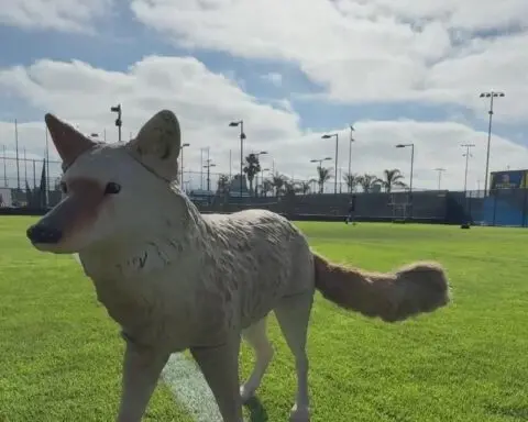 San Jose State putting plastic coyotes on football field to scare off geese