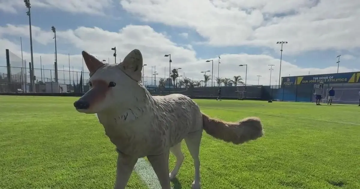 San Jose State putting plastic coyotes on football field to scare off geese