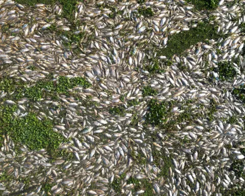 Prosecutors blame Brazil sugar plant for tons of fish rotting in river