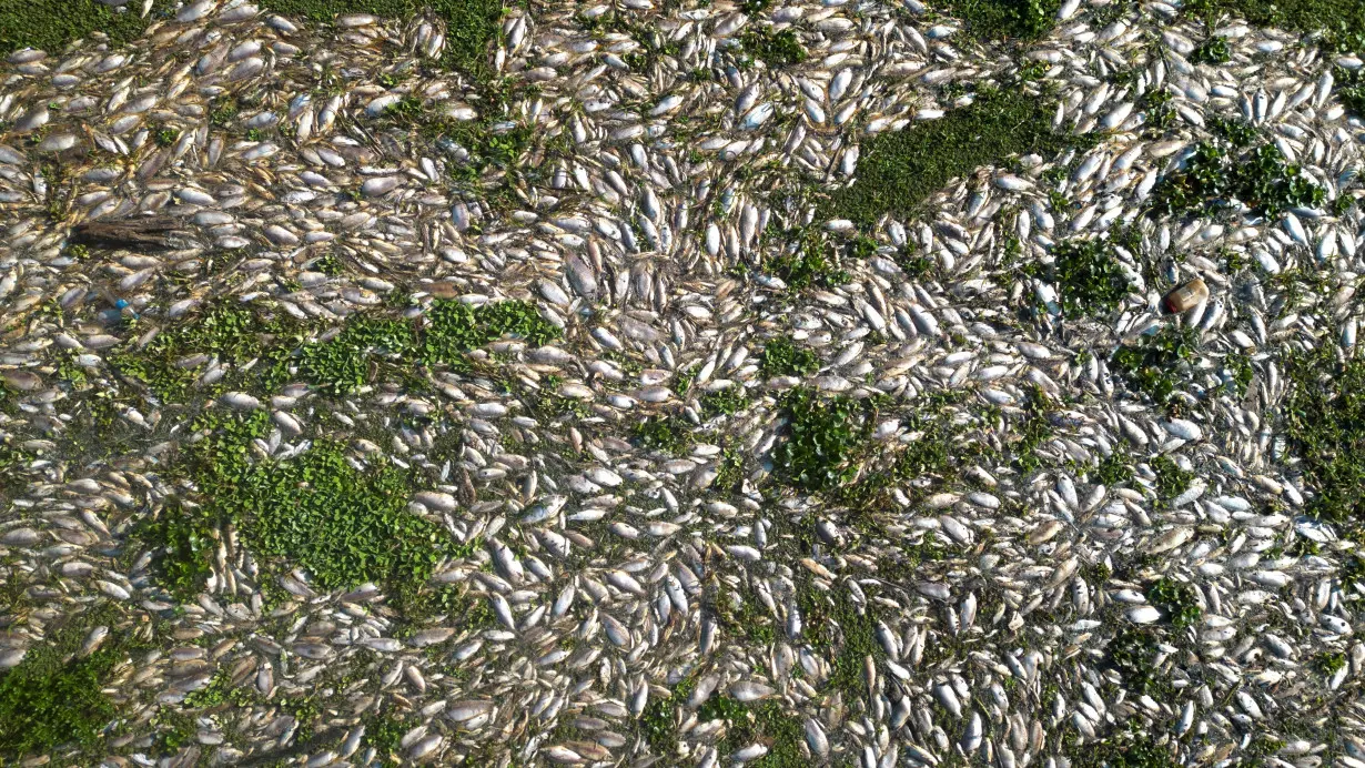 Dead fish blanketing Piracicaba river near Sao Paulo