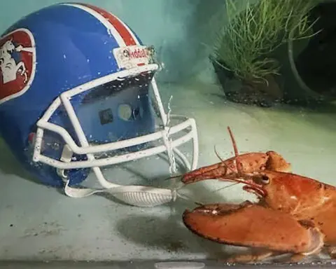 Meet Crush, the rare orange lobster diverted from dinner plate to aquarium by Denver Broncos fans