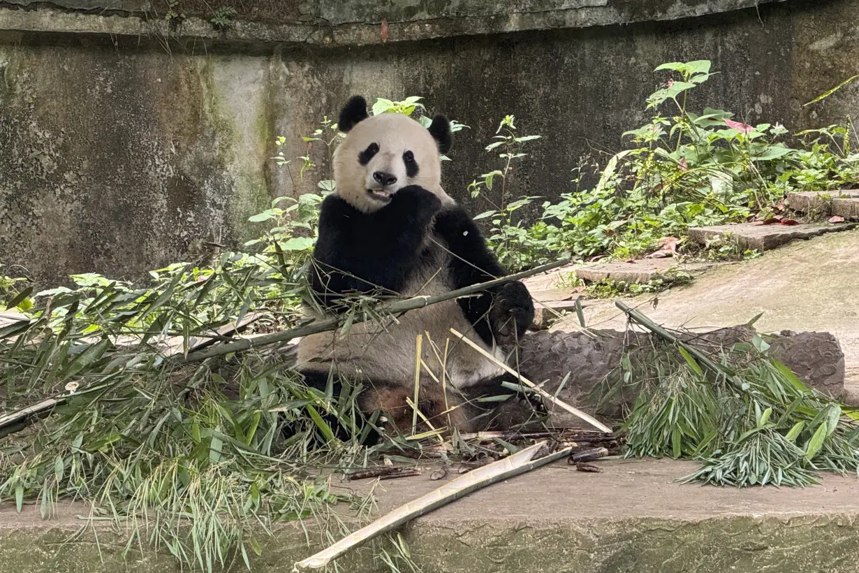 China Panda Conservation