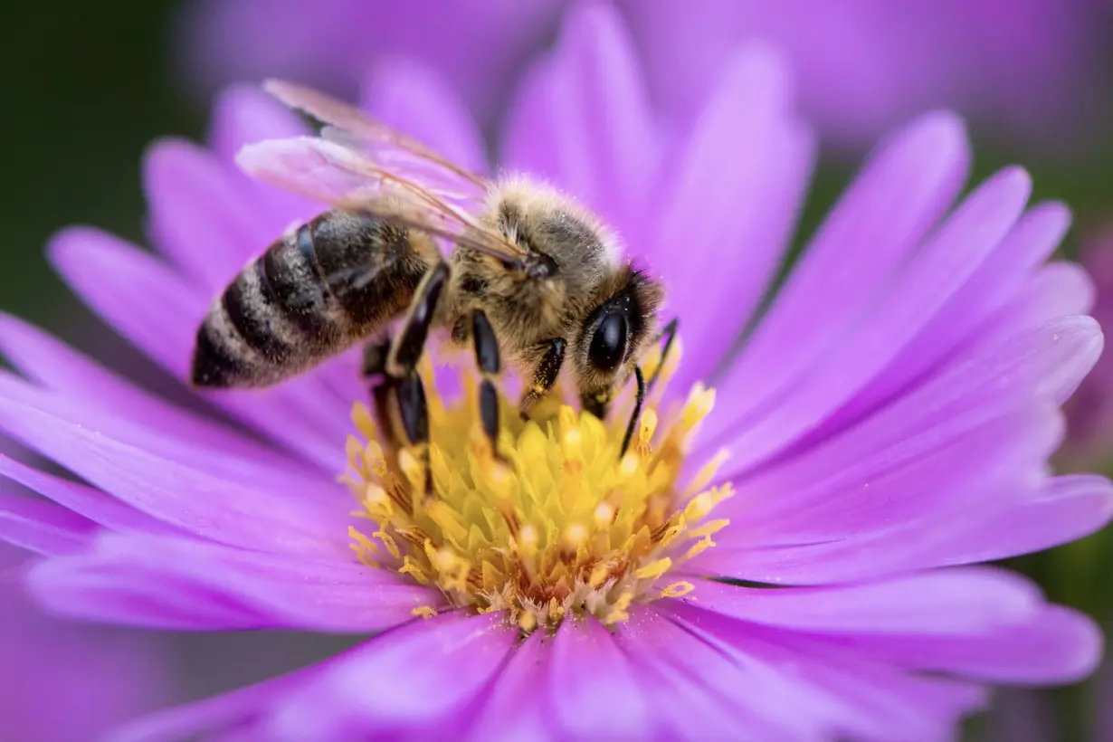 Fewer bees and other pollinating insects lead to shrinking crops