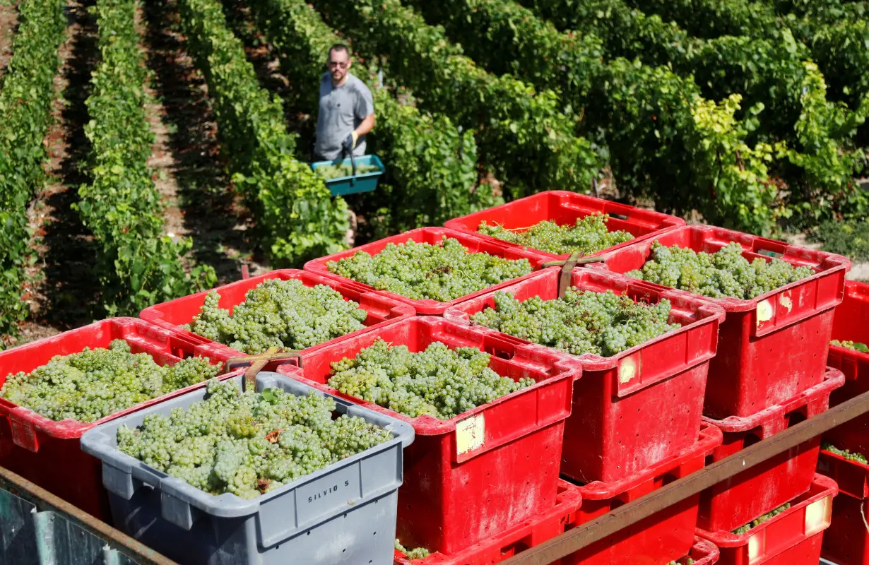 FILE PHOTO: Champagne grape harvest begins in France's champagne region