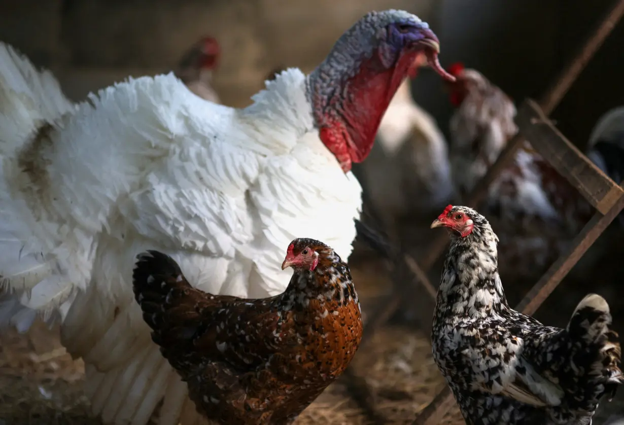 FILE PHOTO: Chickens and a turkey walk inside a coop at a private poultry farming at a ranch in Rio de Janeiro