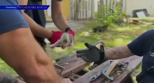 Firefighters free cat wedged in piece of wood