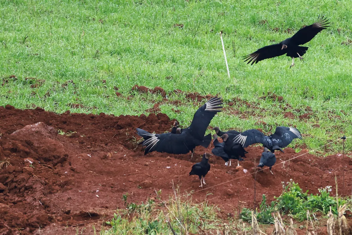 Brazil rules out three potential new cases of Newcastle disease in poultry