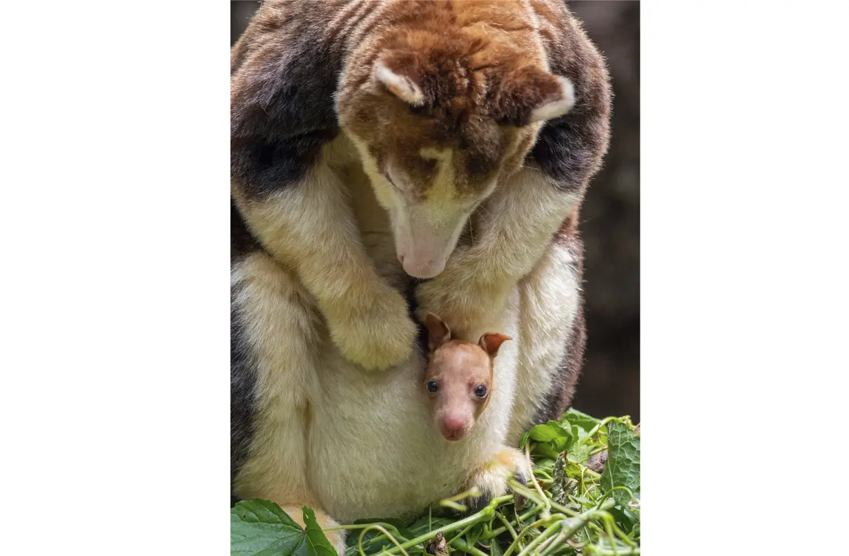 Tree Kangaroo Bronx Zoo