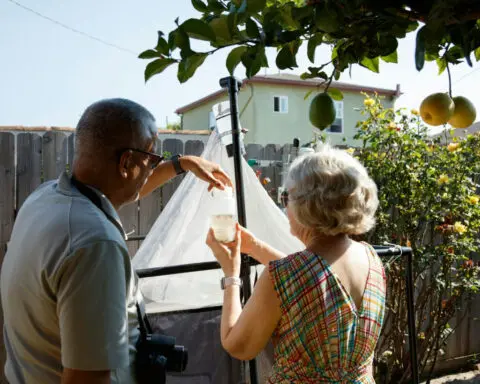 Bugs thrive in urban Los Angeles – volunteers’ traps reveal biodiversity hot spots for city insects and spiders