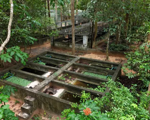First hatchling in captivity offers hope for Cambodia's endangered Black Marsh Turtle