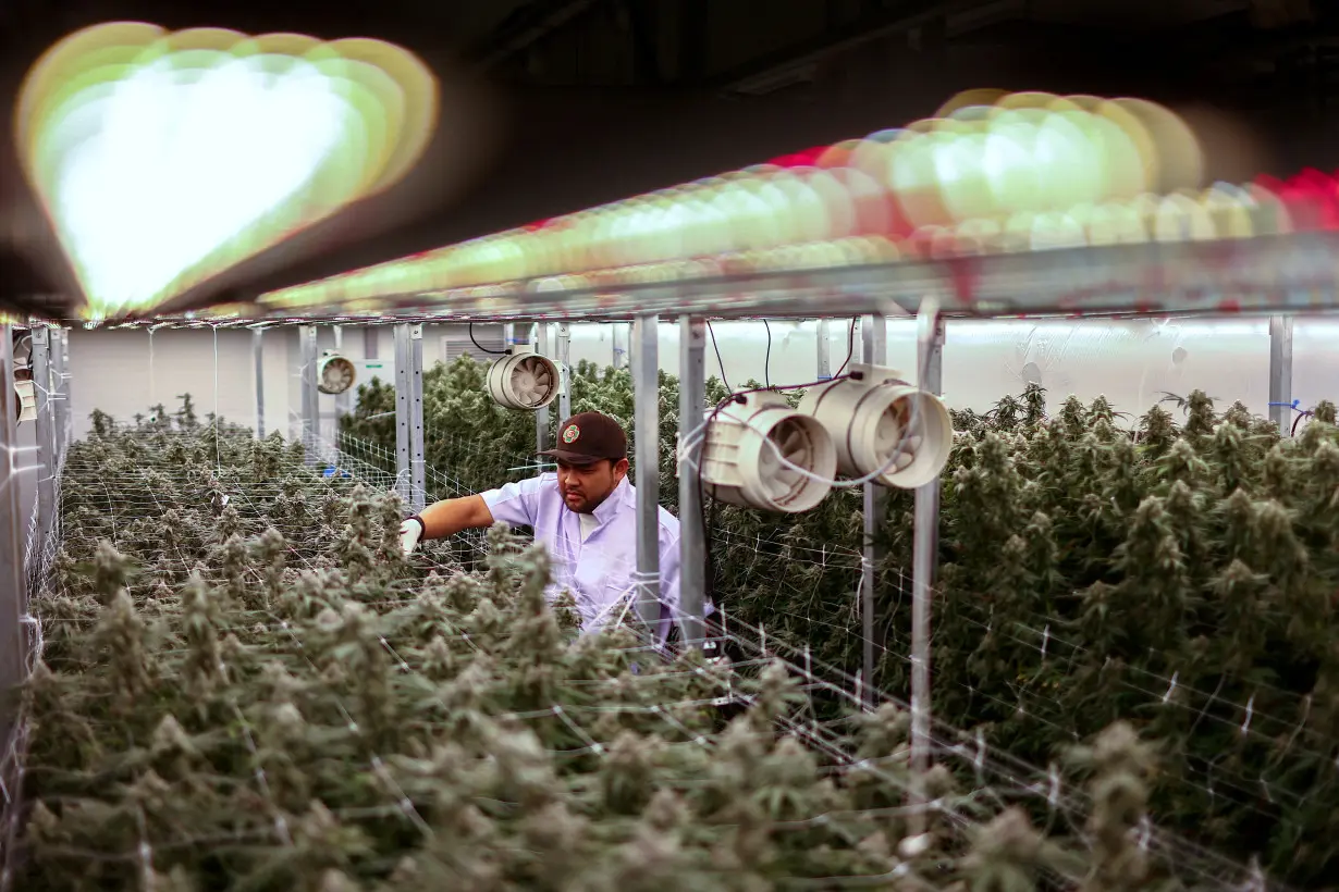 FILE PHOTO: Operation Director of Amber Farm, works inside cannabis indoor farms at the Amber Farm, in Bangkok