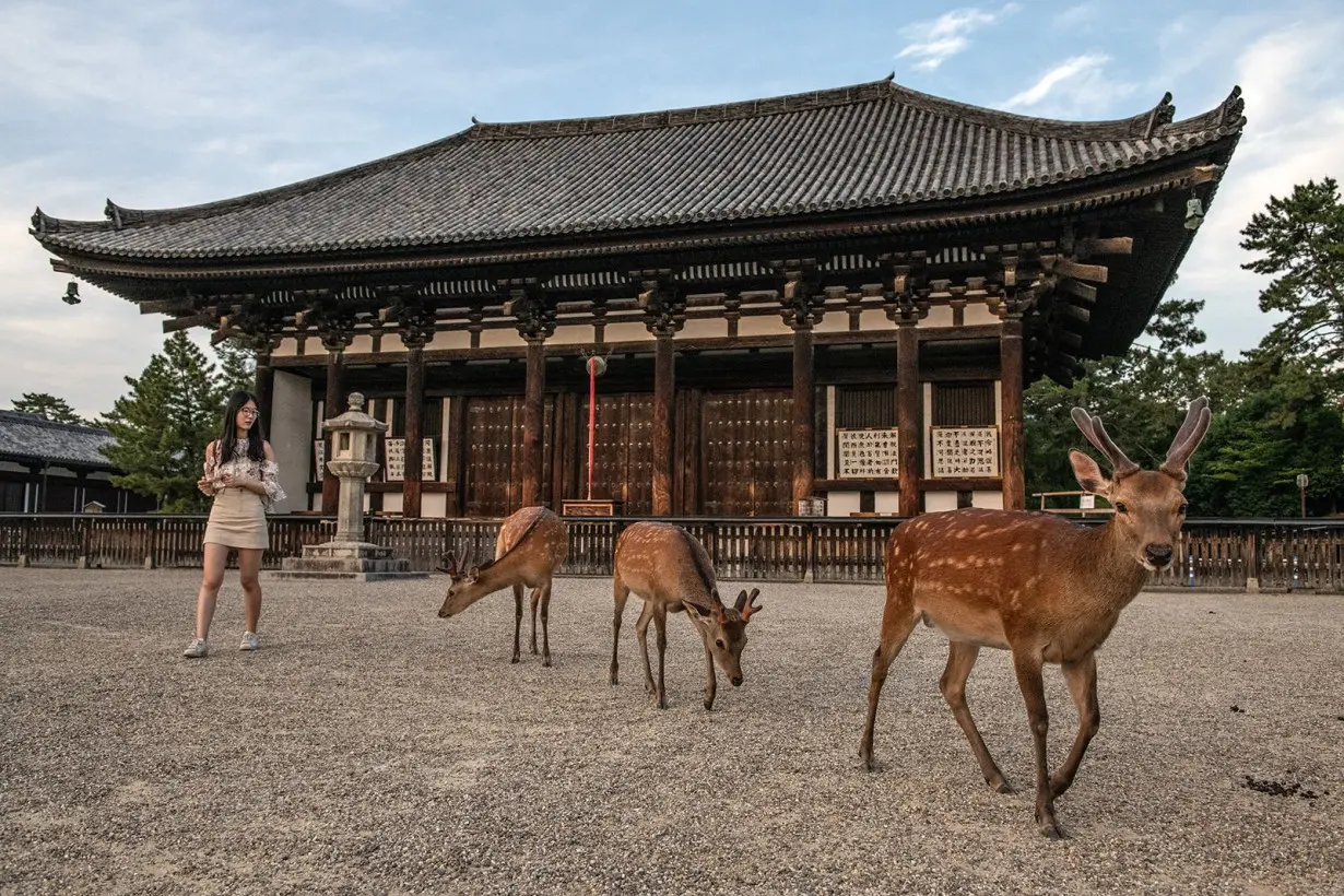 Japan may be sick of mass tourism. But the deer in this ancient UNESCO-listed city love it