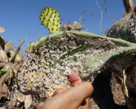 Insect wreaks havoc on Tunisia’s crucial prickly pear industry