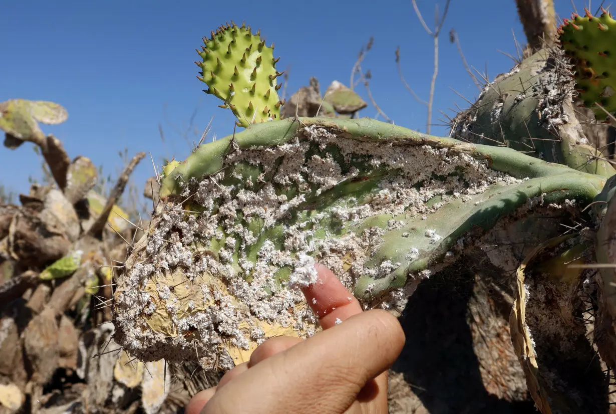 Tunisian expert in agriculture policies, Faouzi Zayani, inspects prickly pear plantation infested with cochineal insects, in Sfax