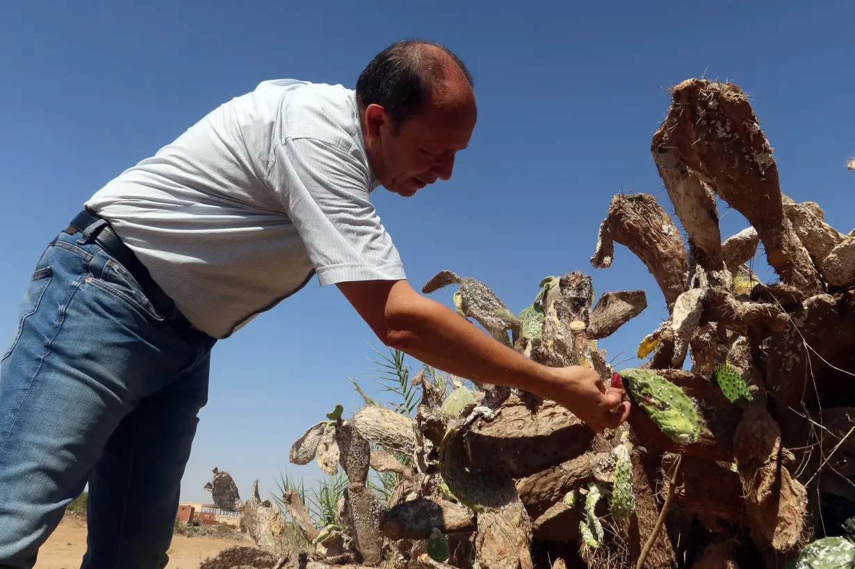 Insect wreaks havoc on Tunisia’s crucial prickly pear industry