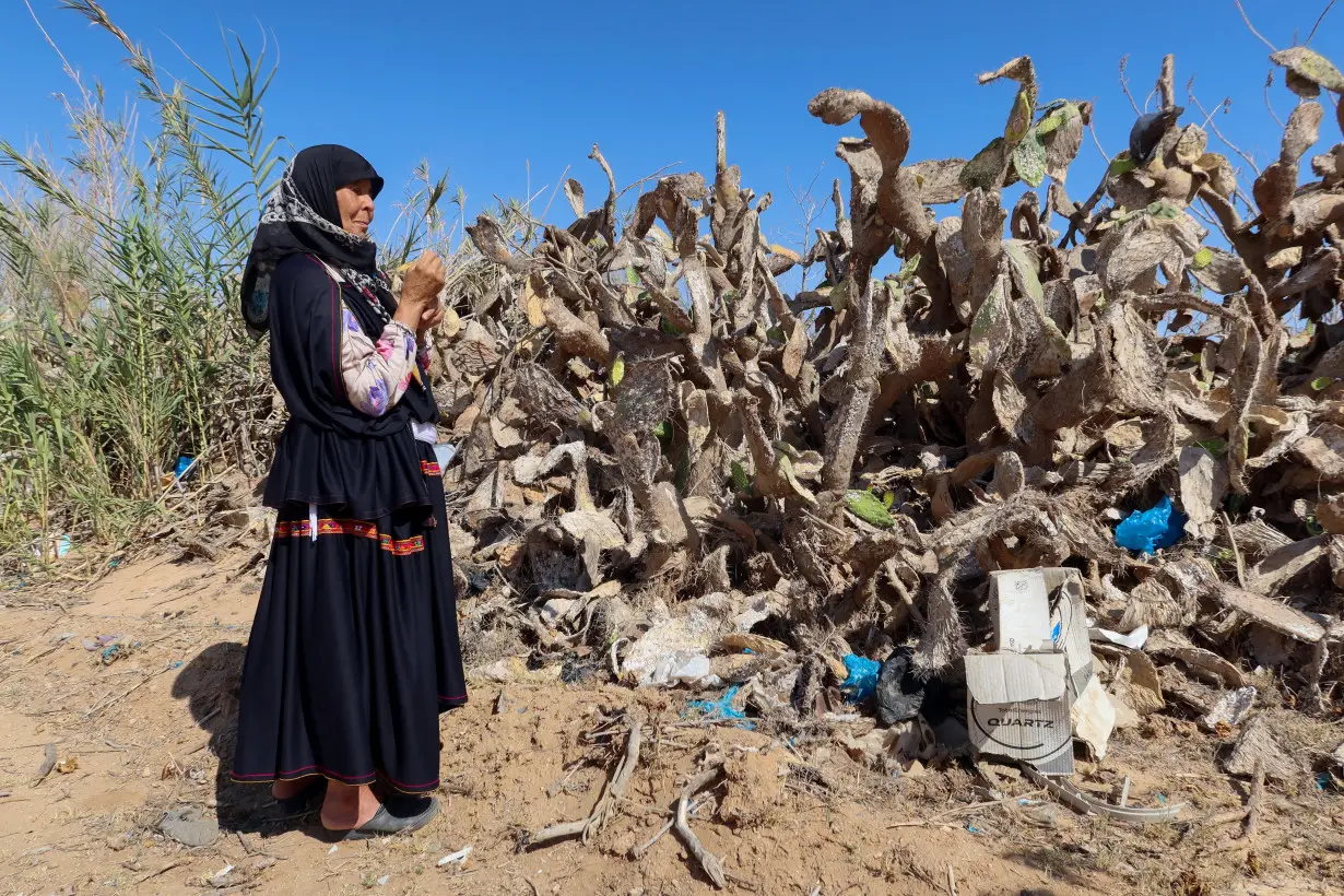 Insect wreaks havoc on Tunisia’s crucial prickly pear industry