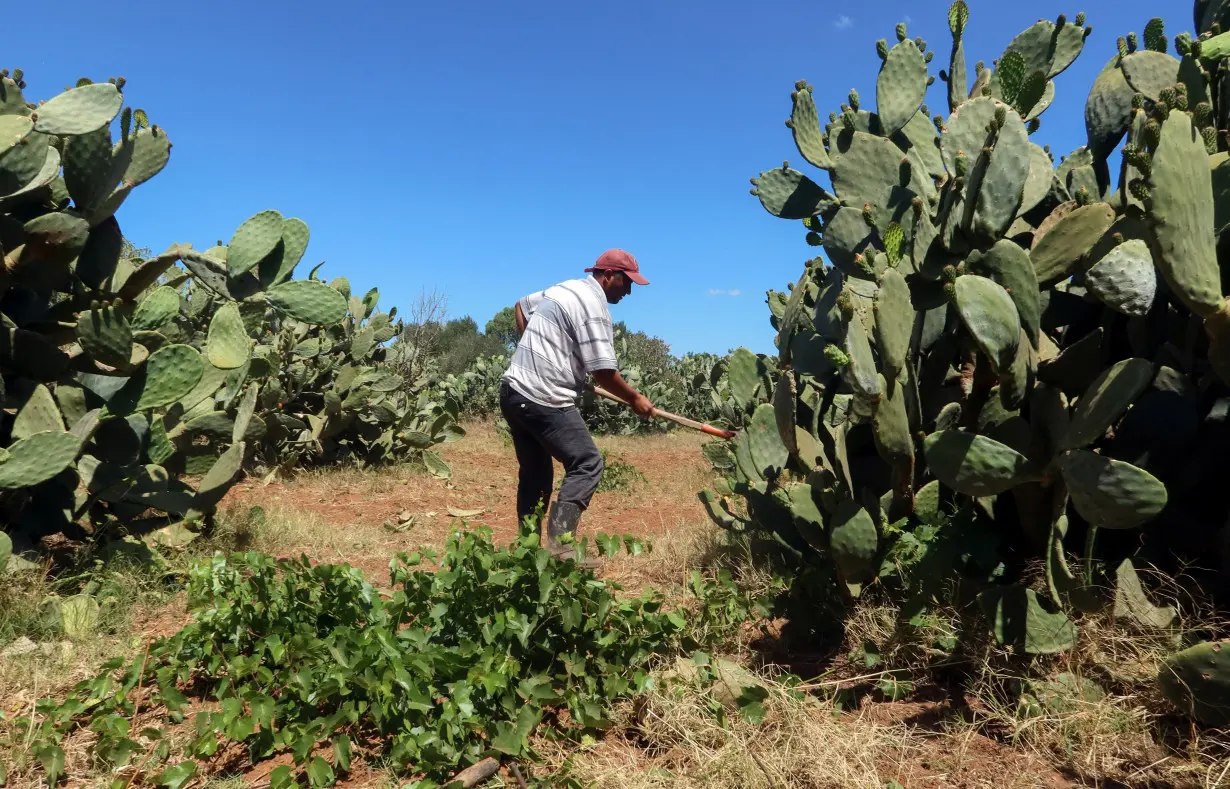 Insect wreaks havoc on Tunisia’s crucial prickly pear industry