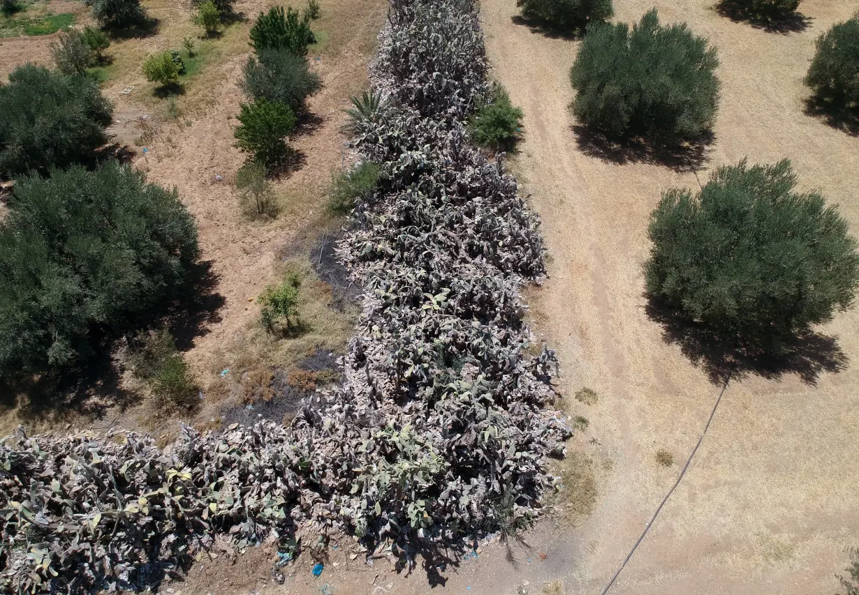 Insect wreaks havoc on Tunisia’s crucial prickly pear industry