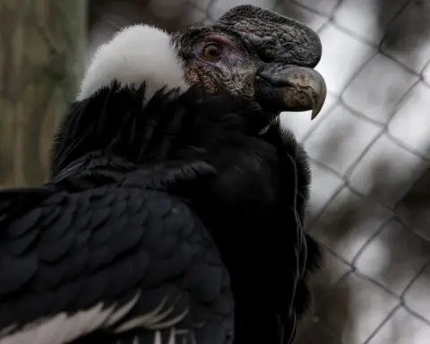 Andean condor in rehab highlights conservation challenges