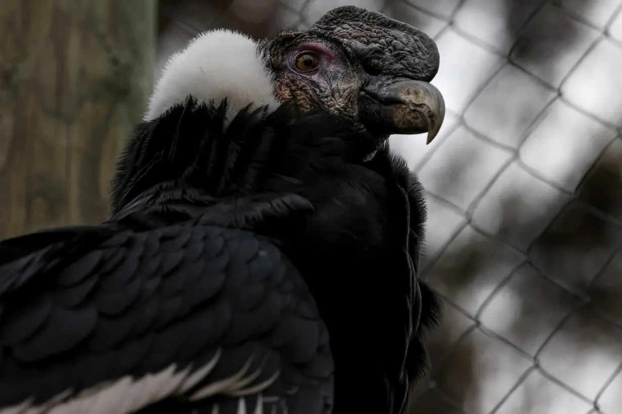 Chile faces challenges for endangered Andean condors conservation, in Santiago