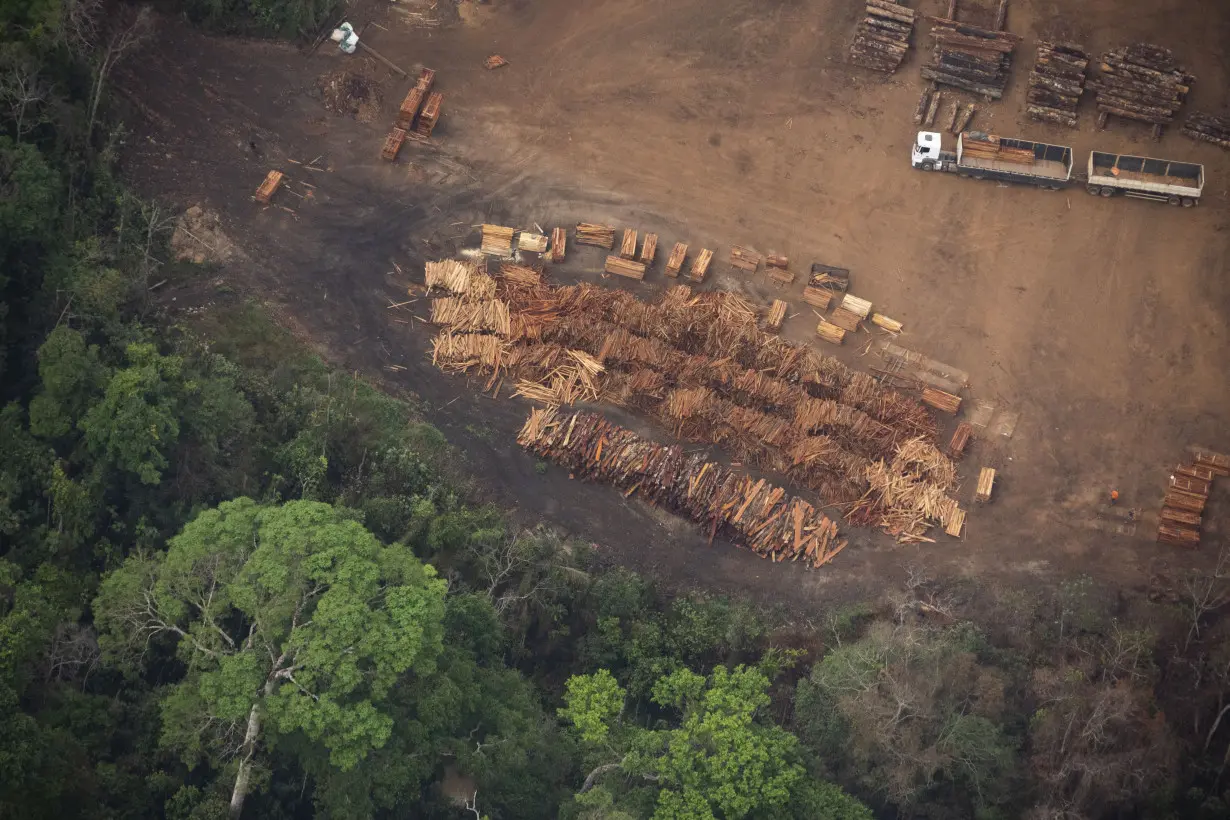 Brazil Forest Protection