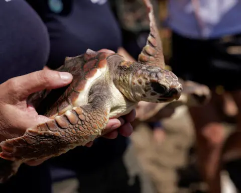 Bigger and fitter, rescued loggerhead turtles set free on beach in Spain
