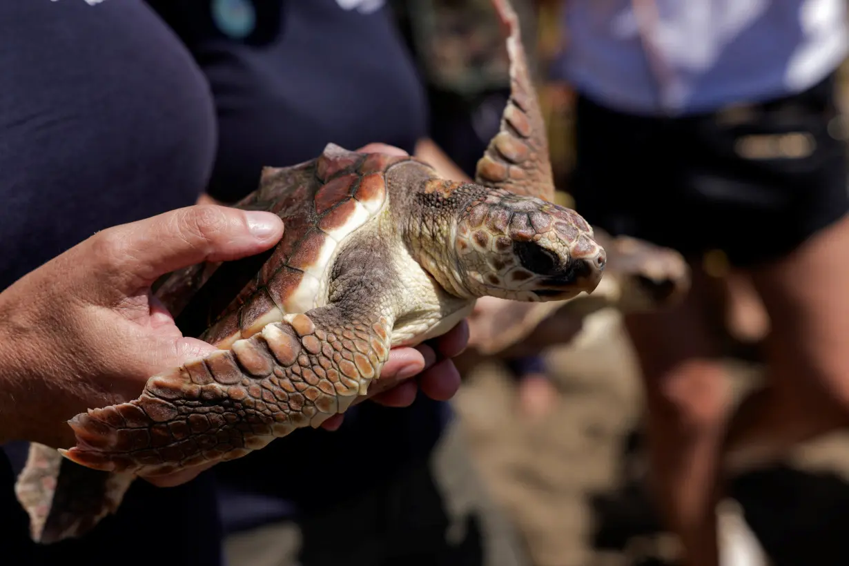 A woman releases a loggerhead sea turtle on a beach in the Mediterranean sea, in Marbella