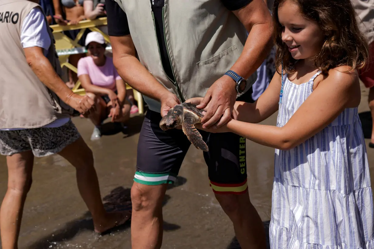 Bigger and fitter, rescued loggerhead turtles set free on beach in Spain