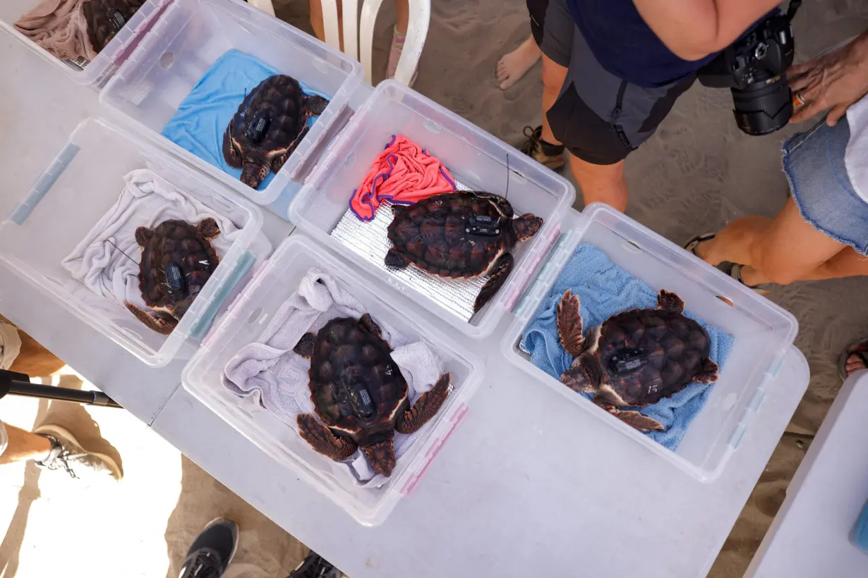 Bigger and fitter, rescued loggerhead turtles set free on beach in Spain