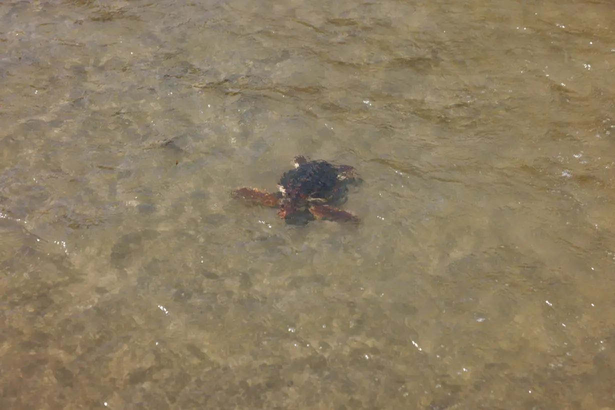 Bigger and fitter, rescued loggerhead turtles set free on beach in Spain