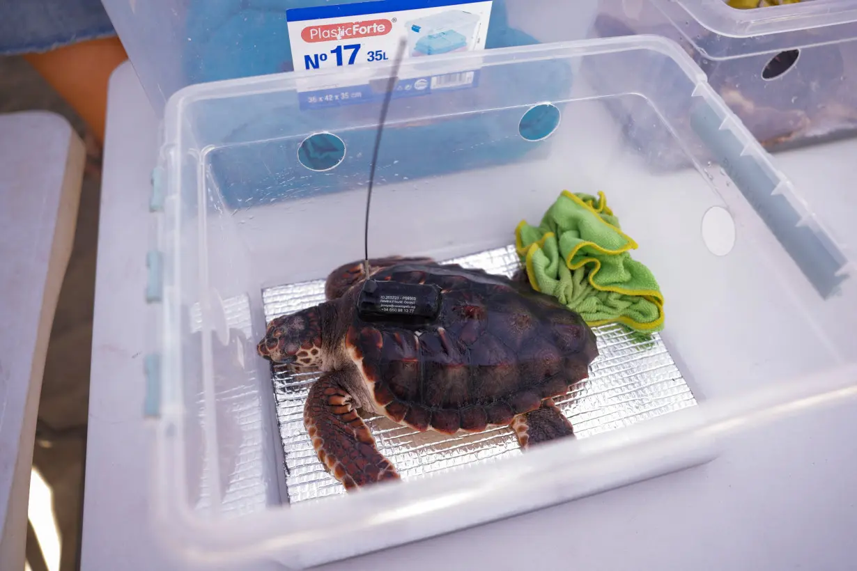 Bigger and fitter, rescued loggerhead turtles set free on beach in Spain