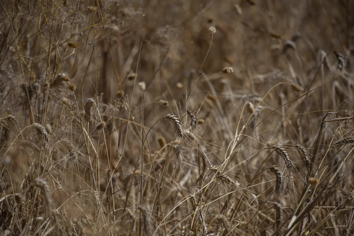 Climate change imperils drought-stricken Morocco’s cereal farmers and its food supply