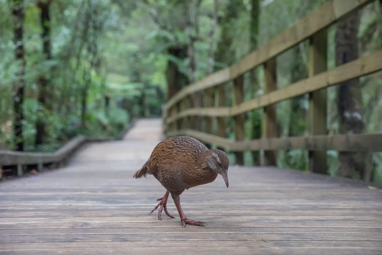 US reality show contestant kills and eats protected bird in New Zealand