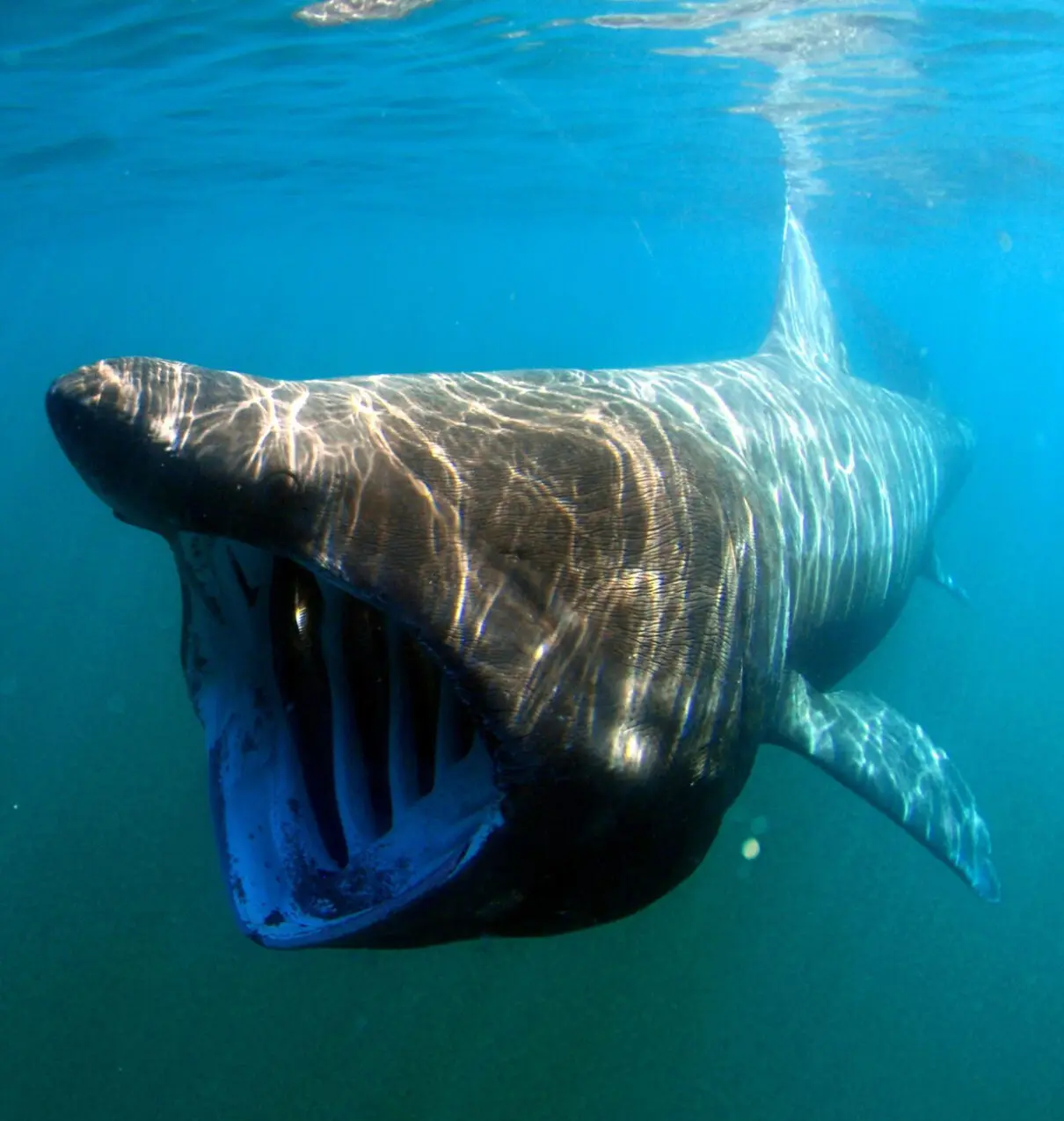 Boat hits massive 23-foot shark in rare video footage