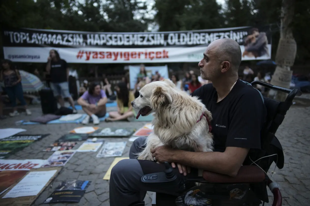 Turkey plans to regulate a large stray dog population, raising some fears about mass killings